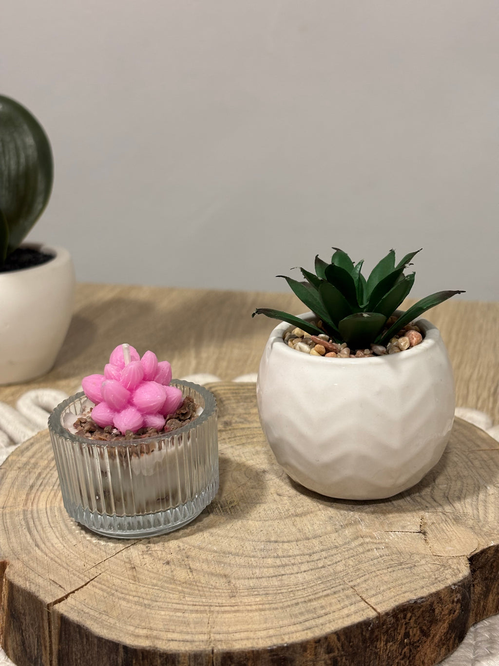 Mini cactus