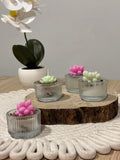 Mini cactus