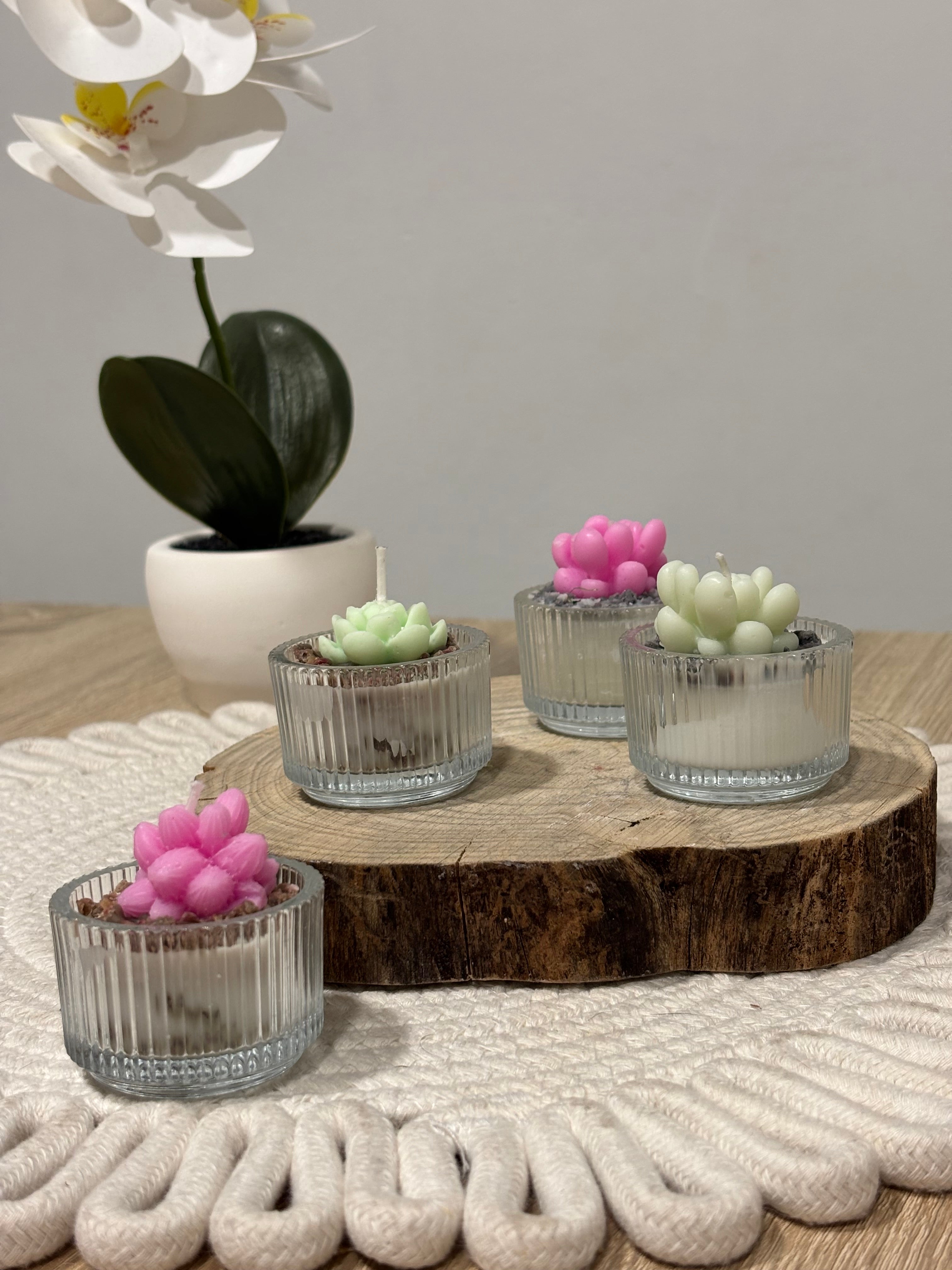 Mini cactus